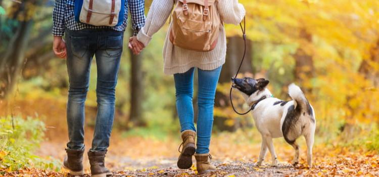 a couple walks their dog while wearing sweaters in a park